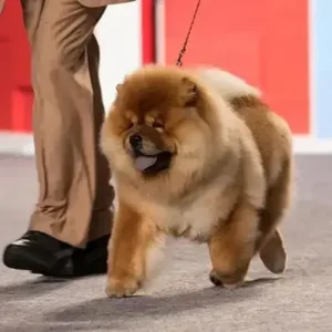 Chow Chow-ThePetWorld
