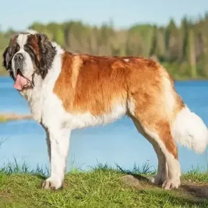 Saint Bernard- ThePetWorld