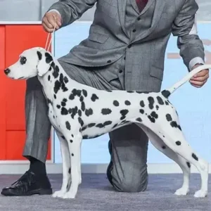 Dalmatian-ThePetWorld