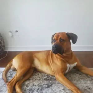 Boxweiler - ThePetWorld