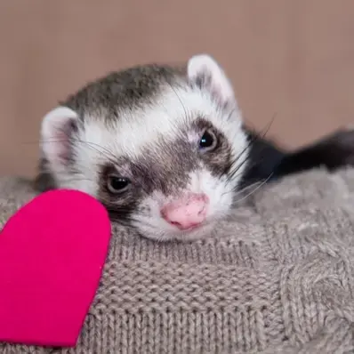 Sable Ferret - ThePetWorld