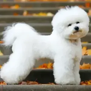 Bichon Frisé-ThePetWorld