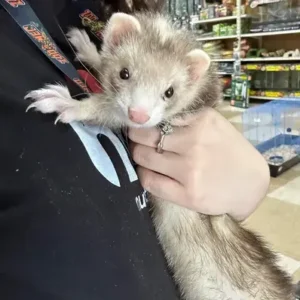 Blaze Ferret - ThePeWorld