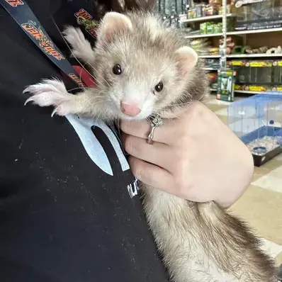 Blaze Ferret - ThePeWorld