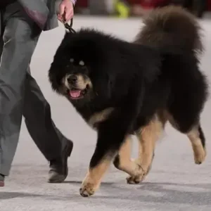 Tibetan Mastiff-ThePetWorld