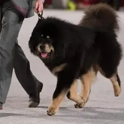 Tibetan Mastiff-ThePetWorld
