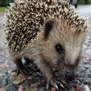European Hedgehog - ThePetWorld