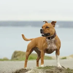 Staffordshire Bull Terrier-ThePetWorld