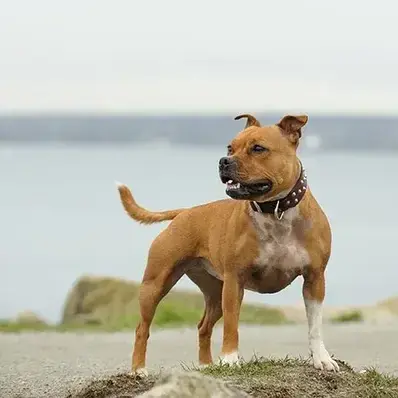 Staffordshire Bull Terrier-ThePetWorld