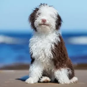 Spanish Water Dog - ThePetWorld