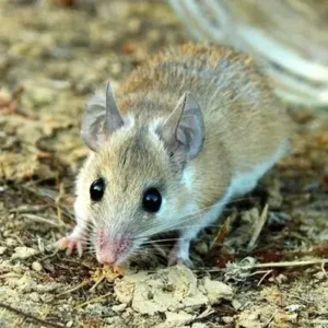 Spiny Mouse - ThePetWorld