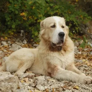 Central Asian Shepherd Dog-ThePetWorld