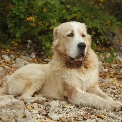 Central Asian Shepherd Dog-ThePetWorld