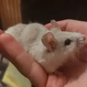 Fancy Mouse - ThePetWorld