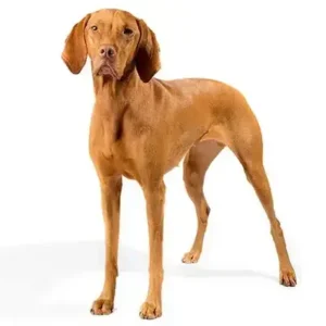 Vizsla-ThePetWorld