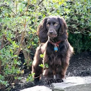 Boykin Spaniel - ThePetWorld