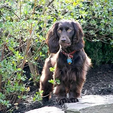 Boykin Spaniel - ThePetWorld
