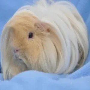 Peruvian Guinea Pig - ThePetWorld