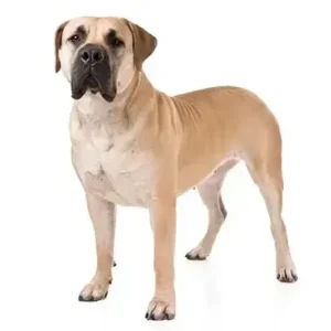 Boerboel-ThePetWorld