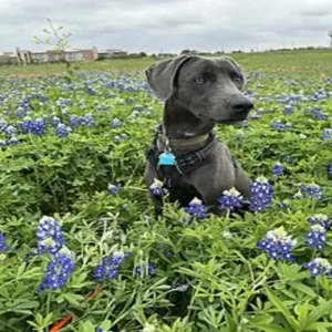 Blue Lacy - ThePetWorld