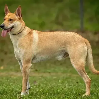 Carolina Dog-ThePetWorld