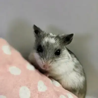 Chinese Hamster - ThePetWorld