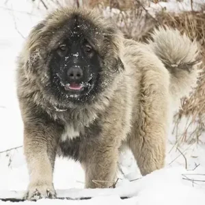 Caucasian Shepherd Dog-ThePetWorld