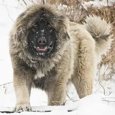 Caucasian Shepherd Dog-ThePetWorld