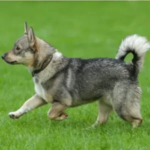 Swedish Vallhund - ThePetWorld