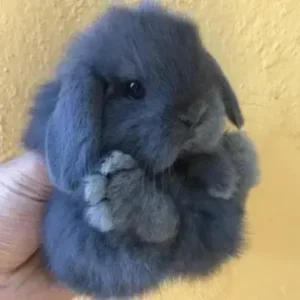 Mini Lop - ThePetWorld
