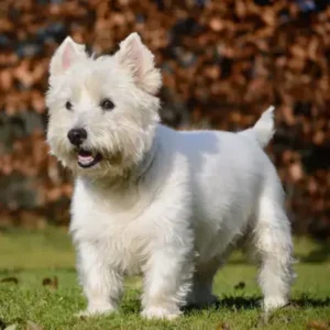 West Highland White Terrier-ThePetWorld