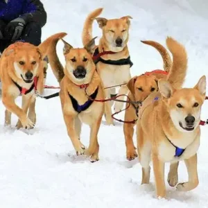 Chinook-ThePetWorld