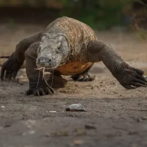 Komodo Dragon - ThePetWorld