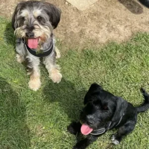 Schnocker-ThePetWorld