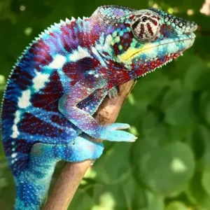 Panther Chameleon - ThePetWorld
