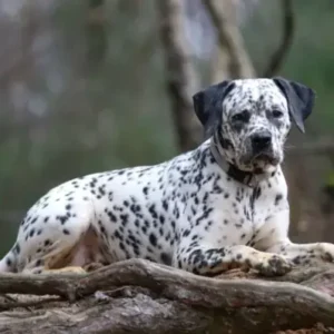 Boxmatian-ThePetWorld