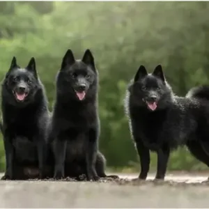 Schipperke - ThePetWorld