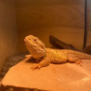 Rankin's Dragon - ThePetWorld