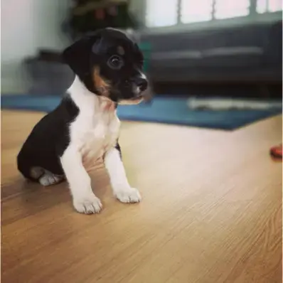 Cav-a-Jack-ThePetWorld