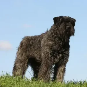 Bouvier des Flandres - ThePetWorld