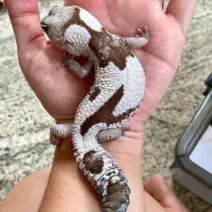 African Fat-tailed Gecko - ThePetWorld