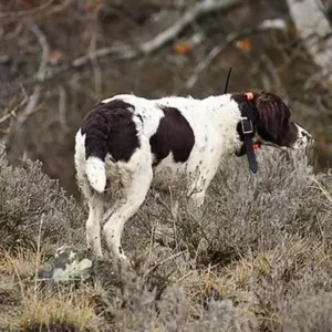 Drentsche Patrijshond-ThePetWorld