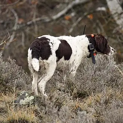 Drentsche Patrijshond-ThePetWorld