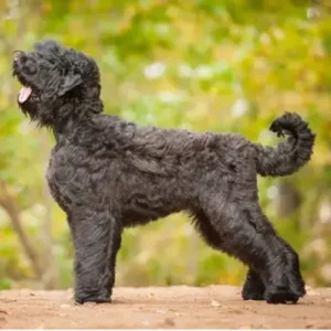 Black Russian Terrier - ThePetWorld