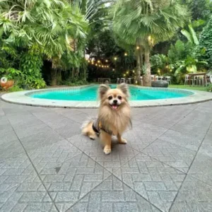 Shiranian-ThePetWorld