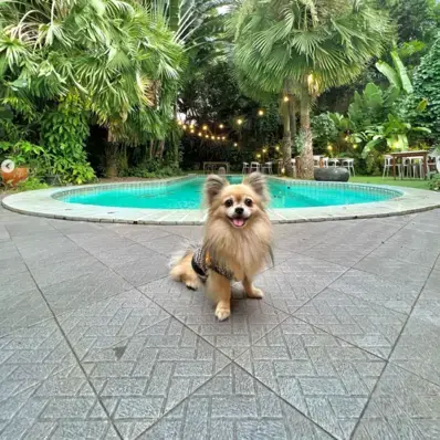 Shiranian-ThePetWorld