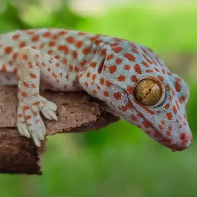 Tokay Gecko - ThePetWorld