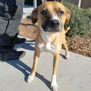 Bullboxer Pit - ThePetWorld