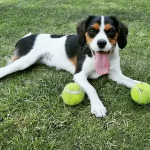 Cavador-ThePetWorld