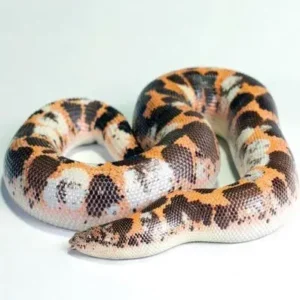Kenyan Sand Boa - ThePetWorld